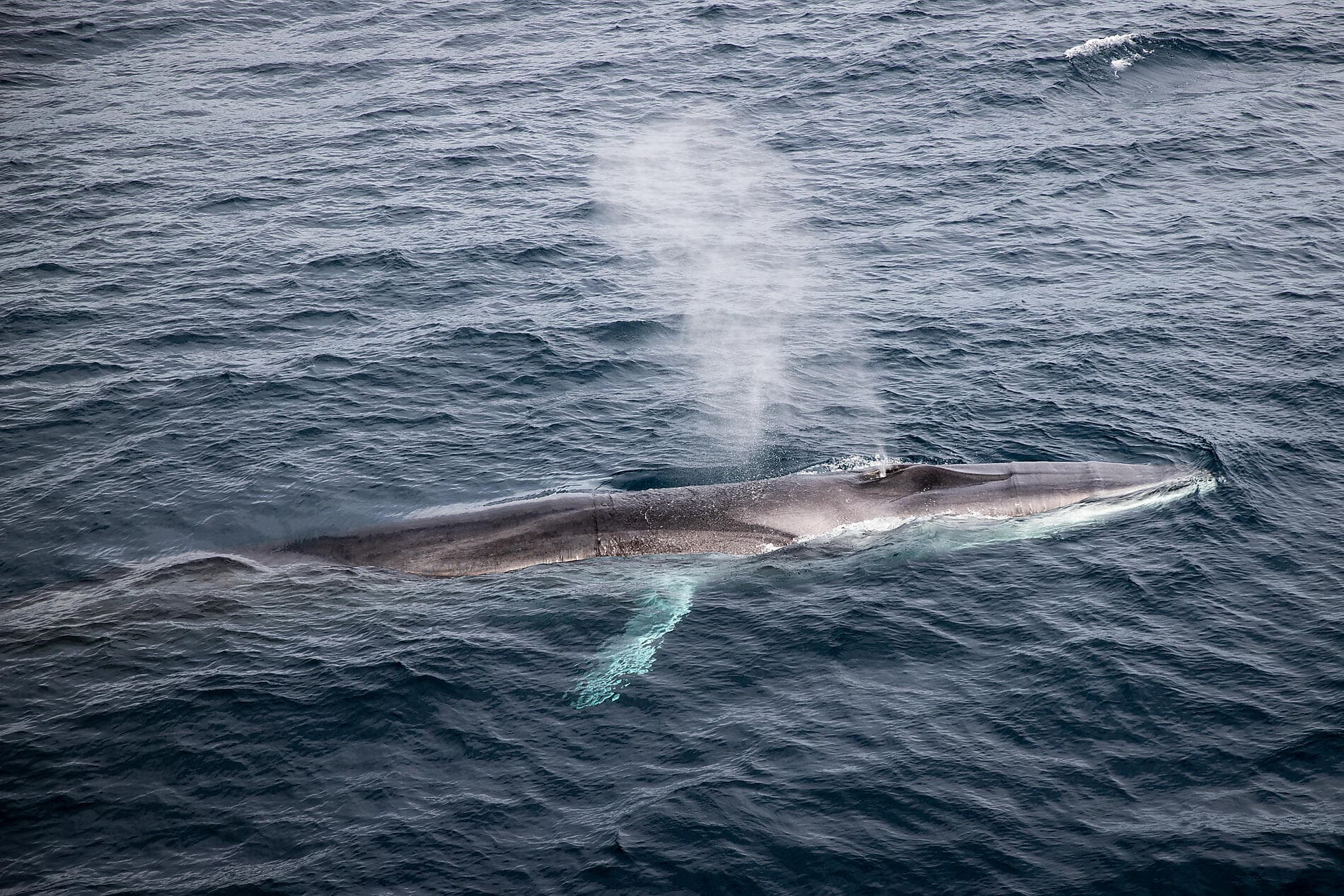 Das unerforschte Meereis von Nordost-Grönland