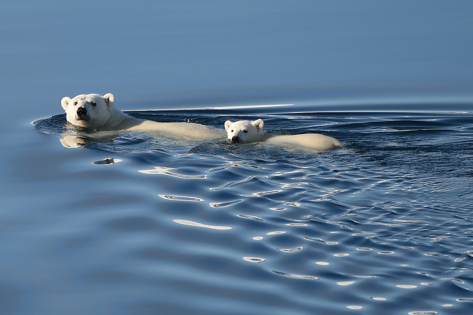 Wilde Küsten von Grönland bis zur Ostküste Kanadas