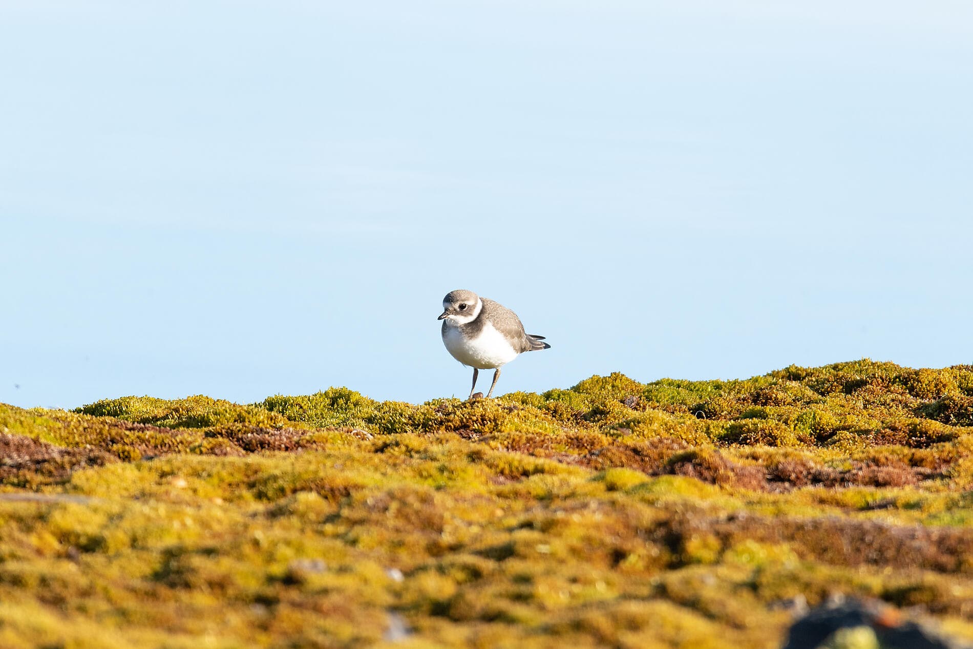 Totale Sonnenfinsternis im hohen Norden