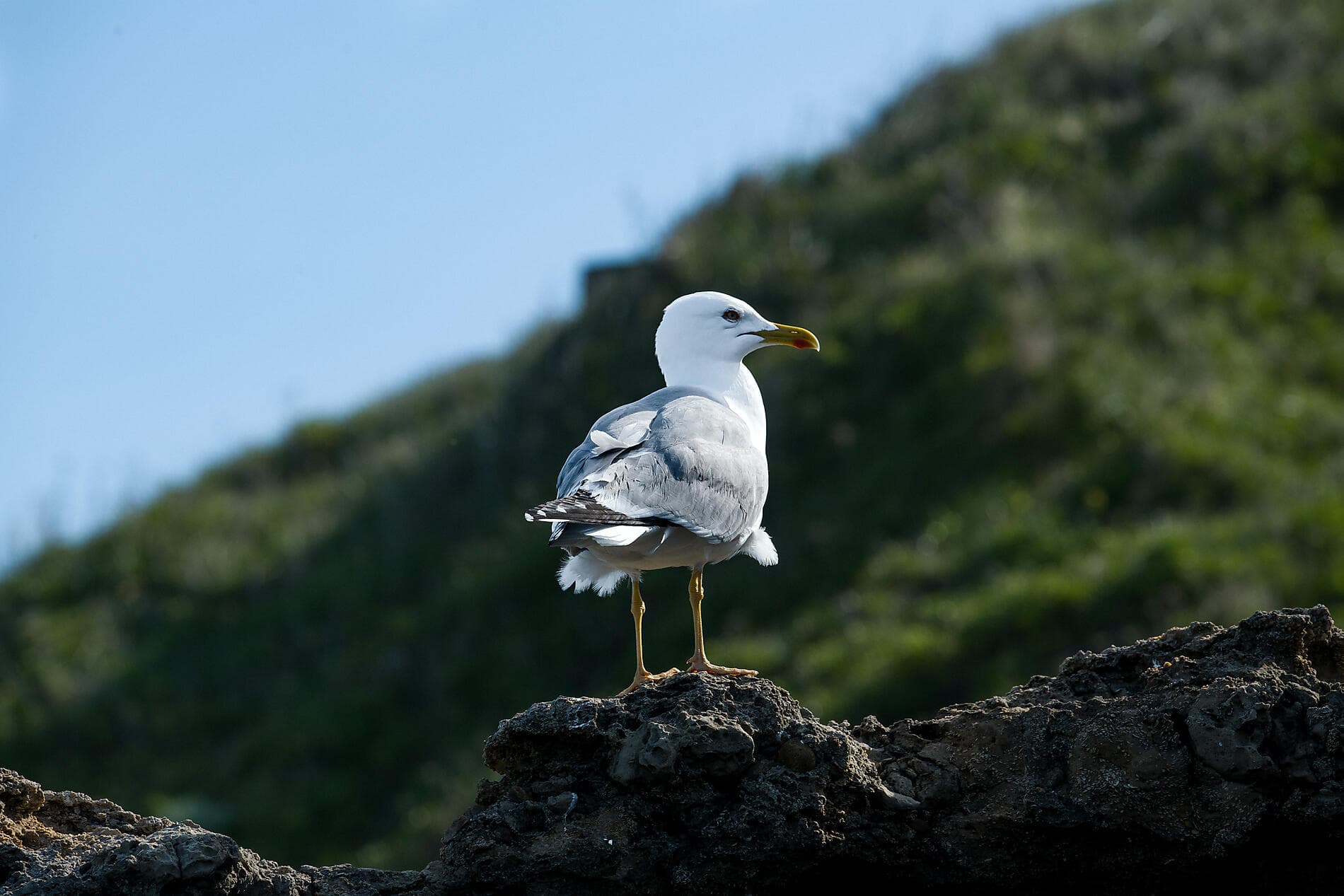 Gaumenfreuden, Weinberge und Ozean