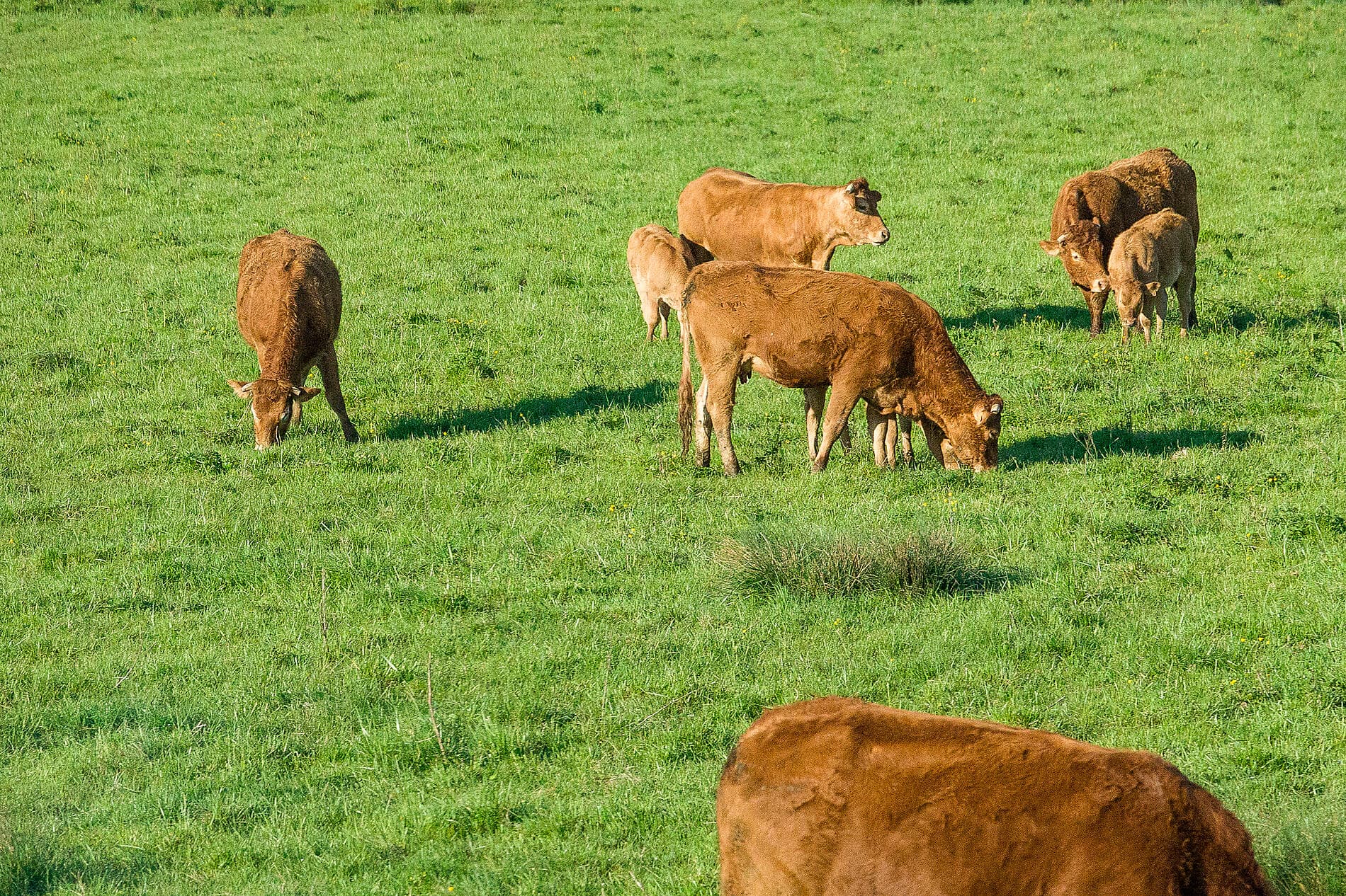Gaumenfreuden, Weinberge und Ozean