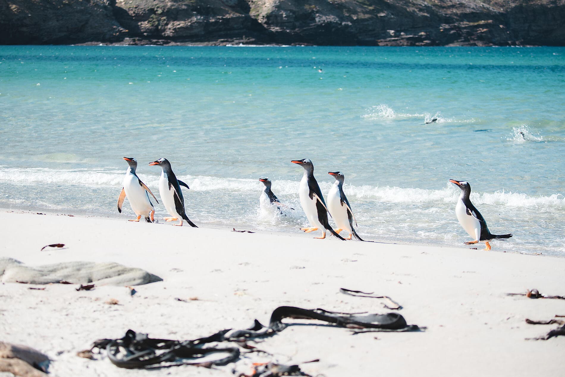 Abenteuer durch das Südpolarmeer bis zur Halbinsel Valdés