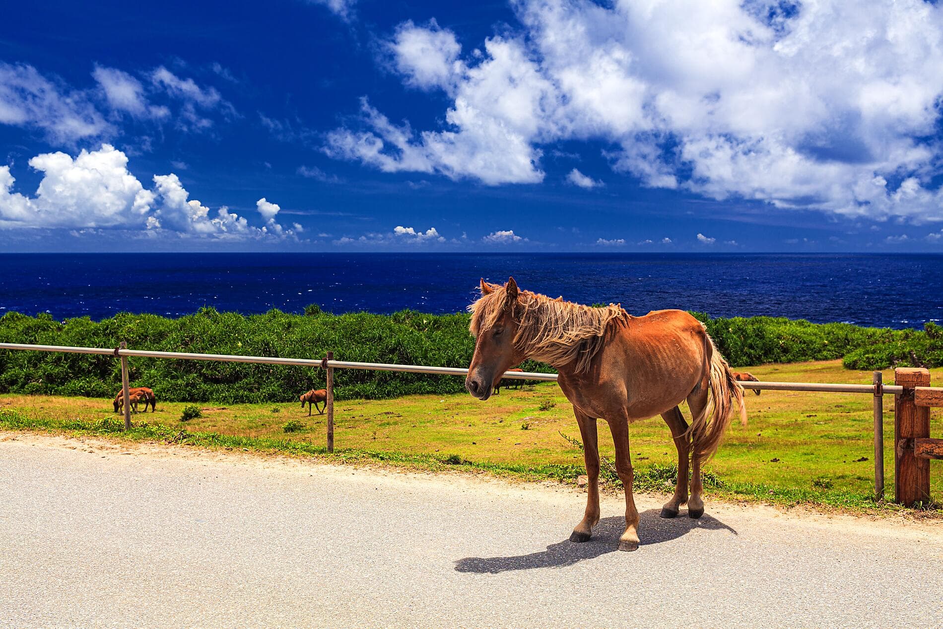 Abenteuer in die subtropischen Inseln Japans 