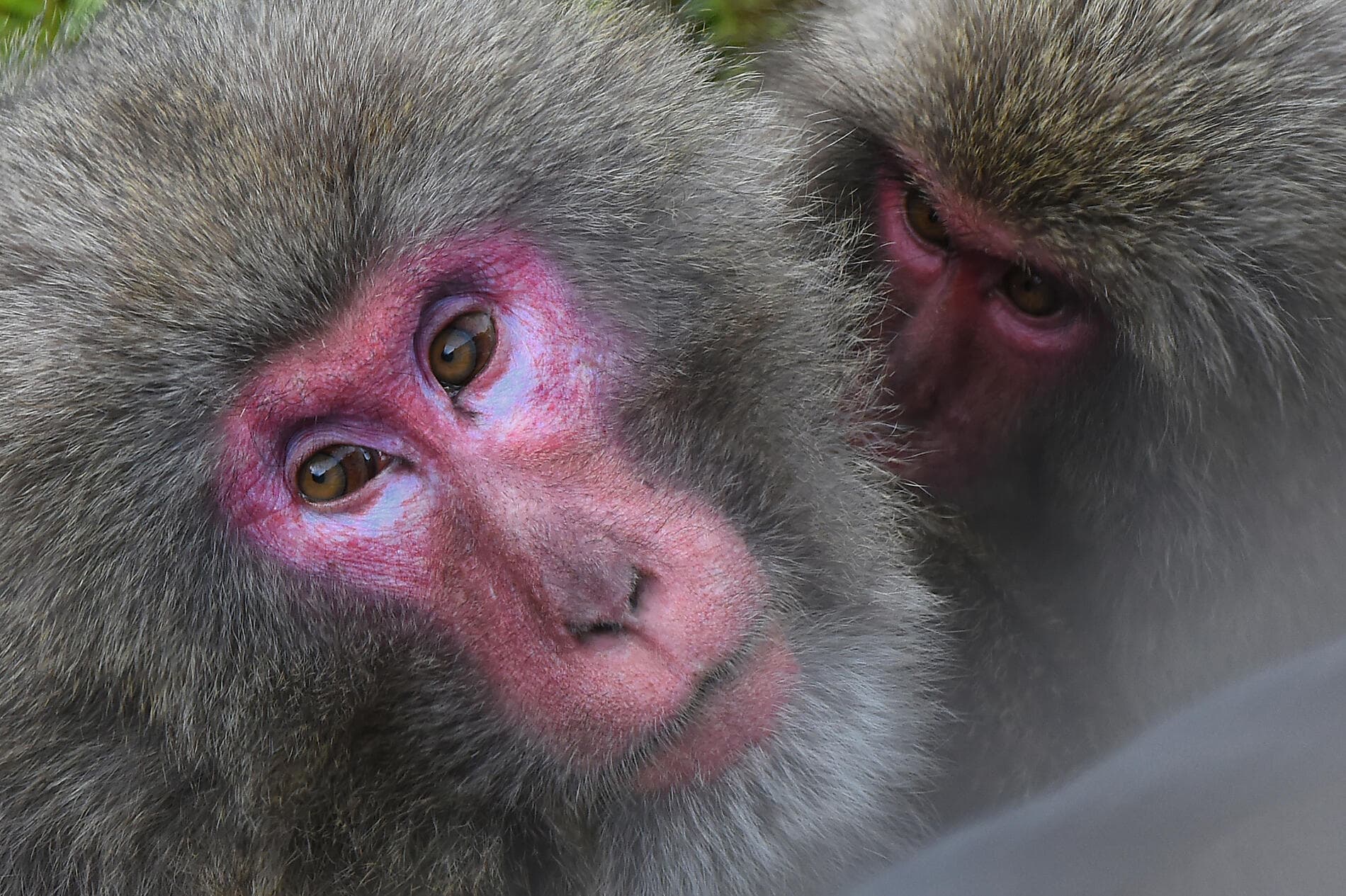 Abenteuer in die subtropischen Inseln Japans 