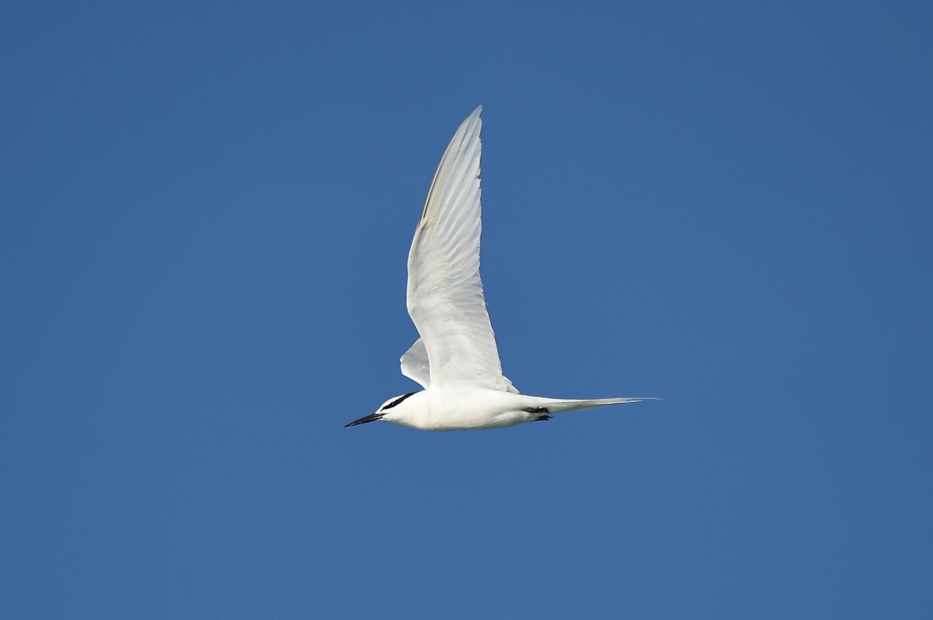 Abenteuer in den Tropen zwischen Indonesien und Nordost-Australien 