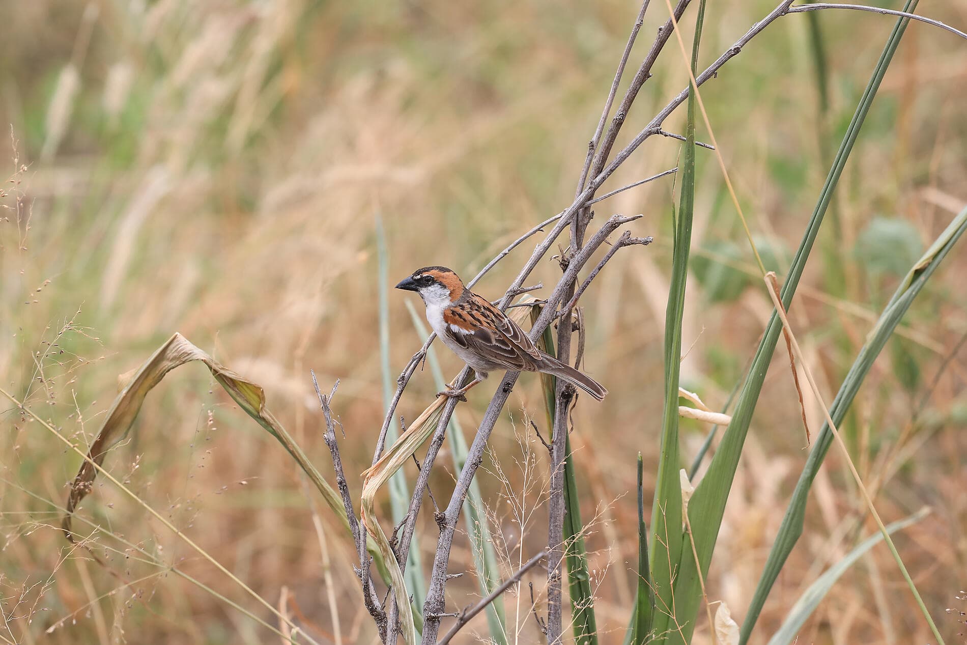 Zwischen Vulkanen und dem Meer, von den Kapverden bis zu den Kanaren 