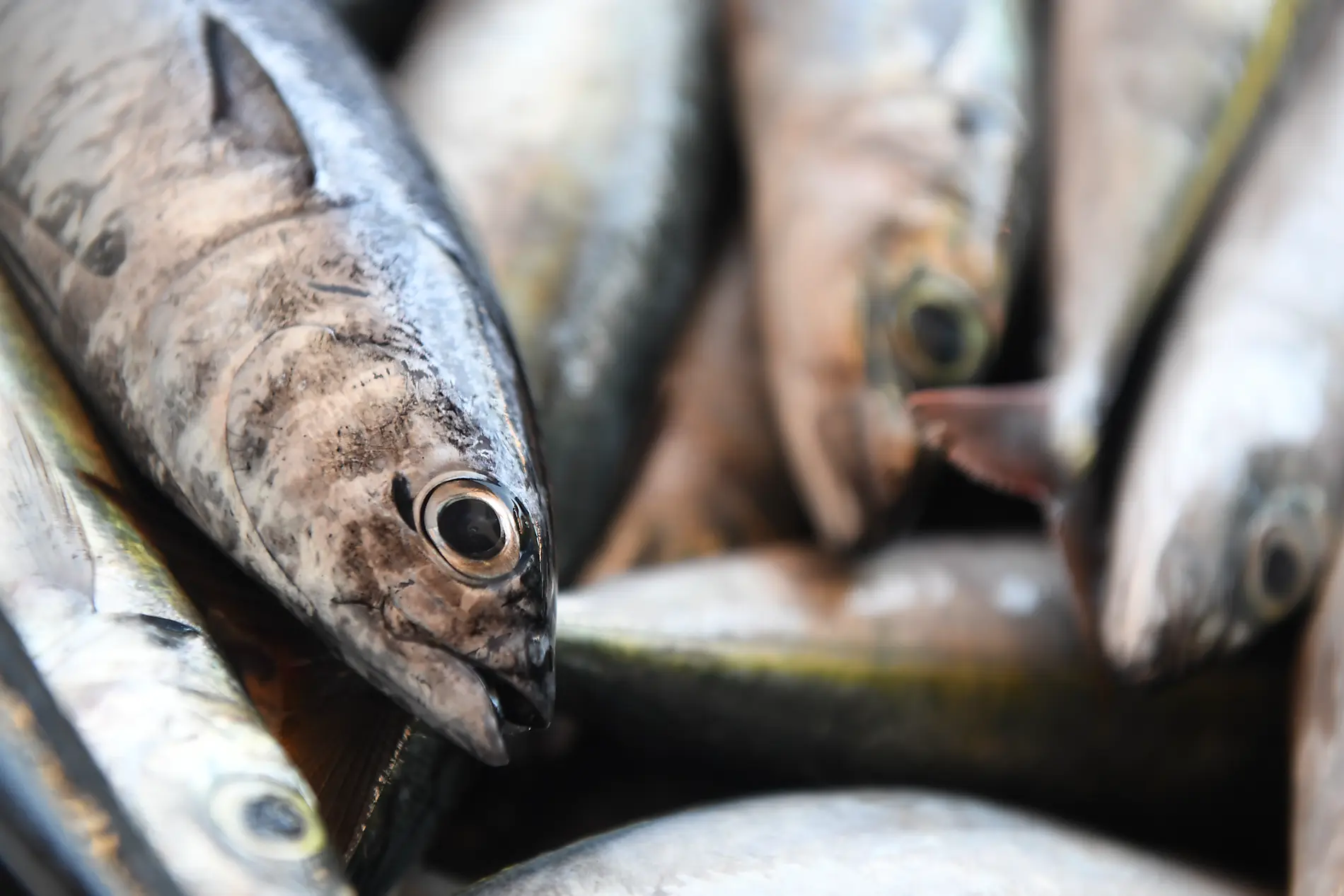 Zwischen Vulkanen und dem Meer, von den Kapverden bis zu den Kanaren 