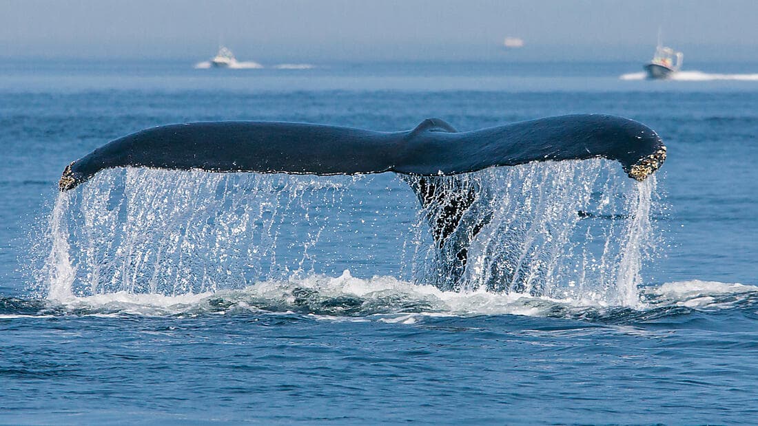 Auf Erkundung in Grönland und Kanada mit Saint-Pierre und Miquelon