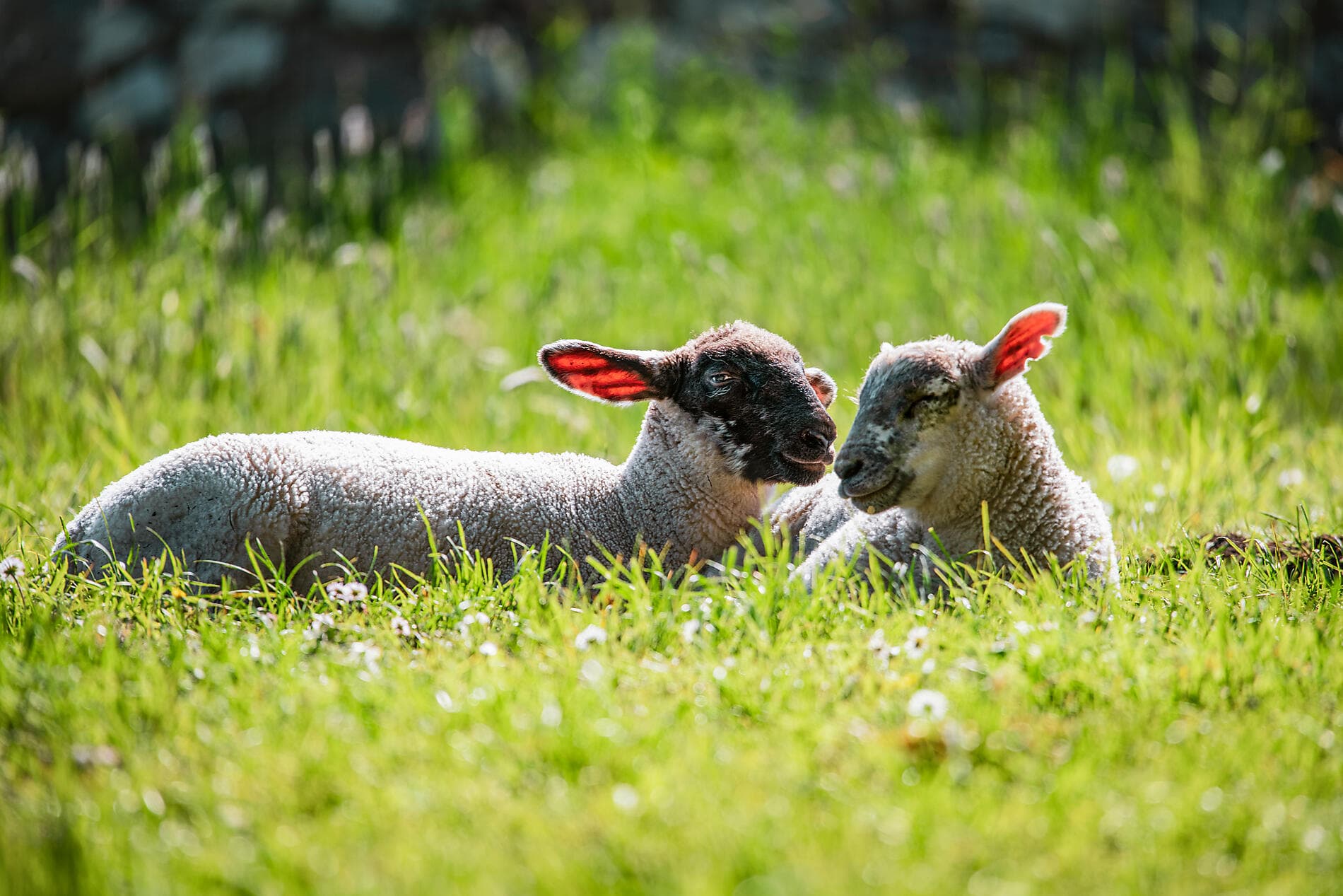 Rund um die Smaragdinsel 