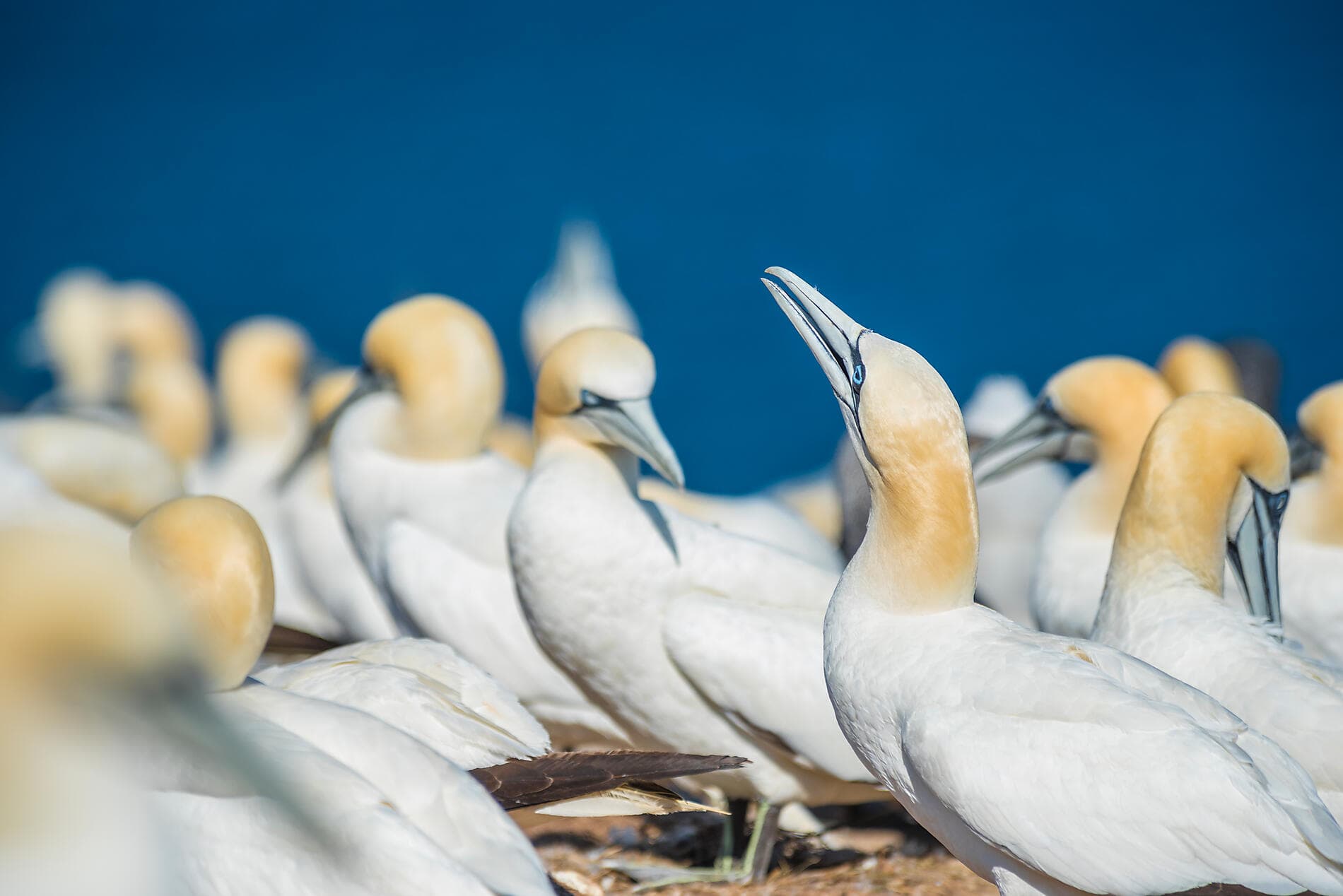 Natur und Metropolen zwischen der Belle Province und dem Big Apple 