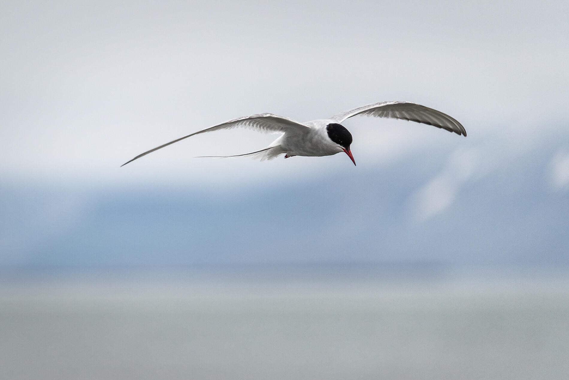 Der geografische Nordpol 