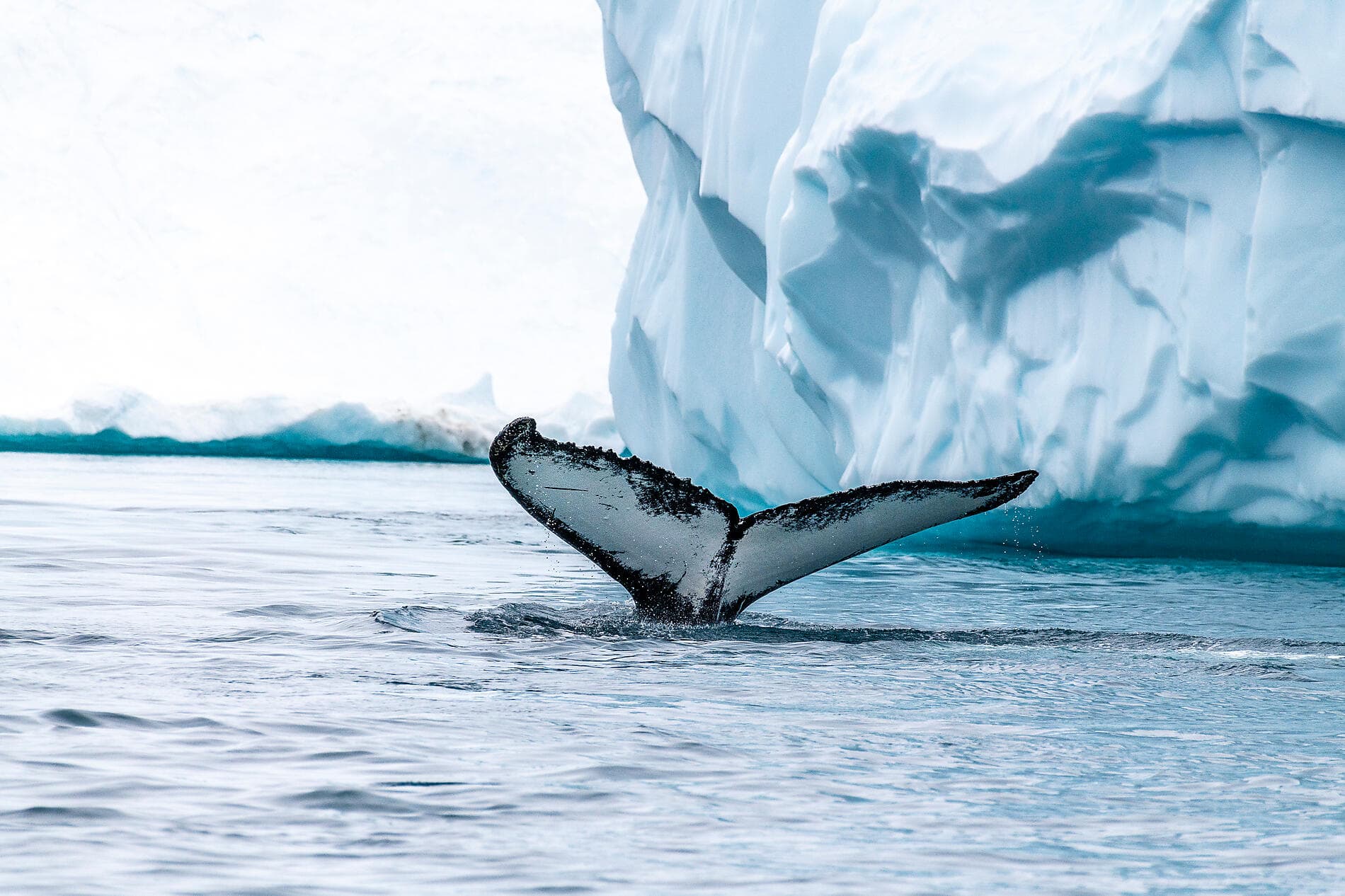 Frühling in der Arktis, zwischen Eis und Inuit-Kultur