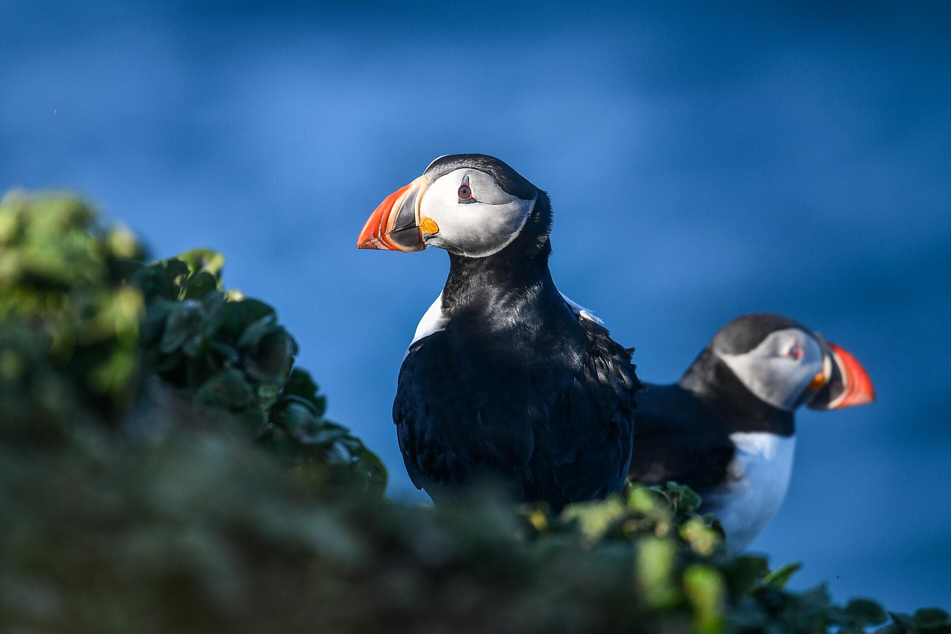 Wilde Inselgruppen des Nordatlantiks  