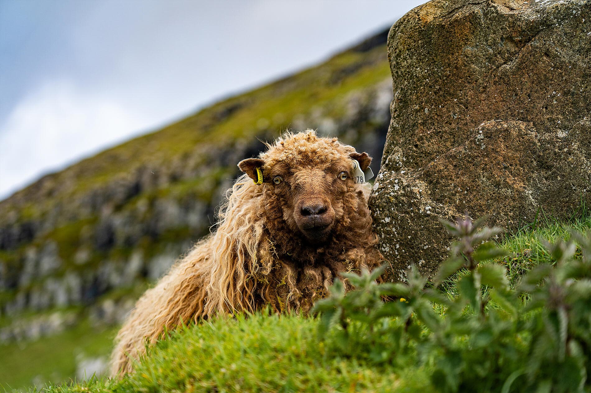 Wilde Inselgruppen des Nordatlantiks  