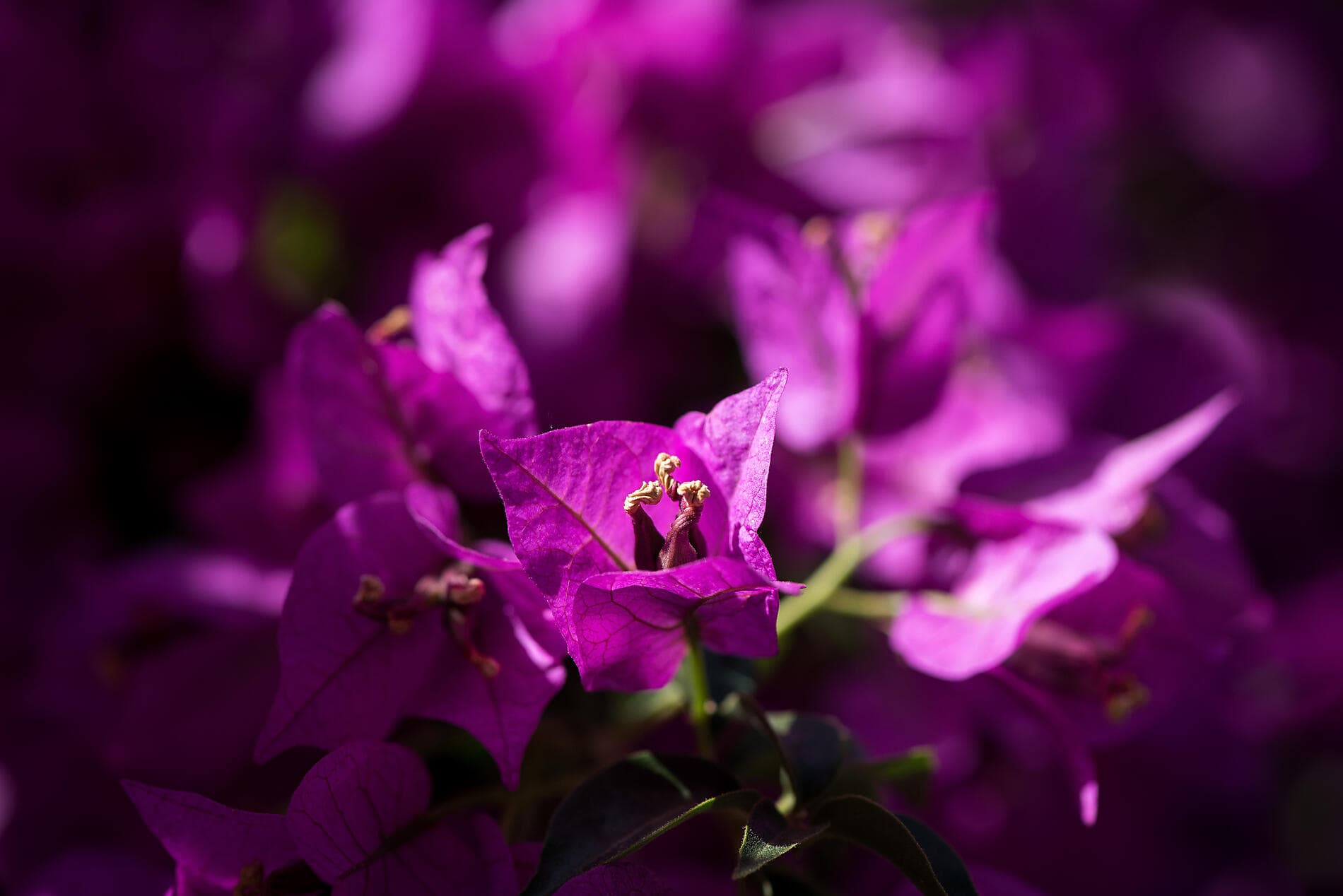 Kroatien unter den Segeln der Le Ponant