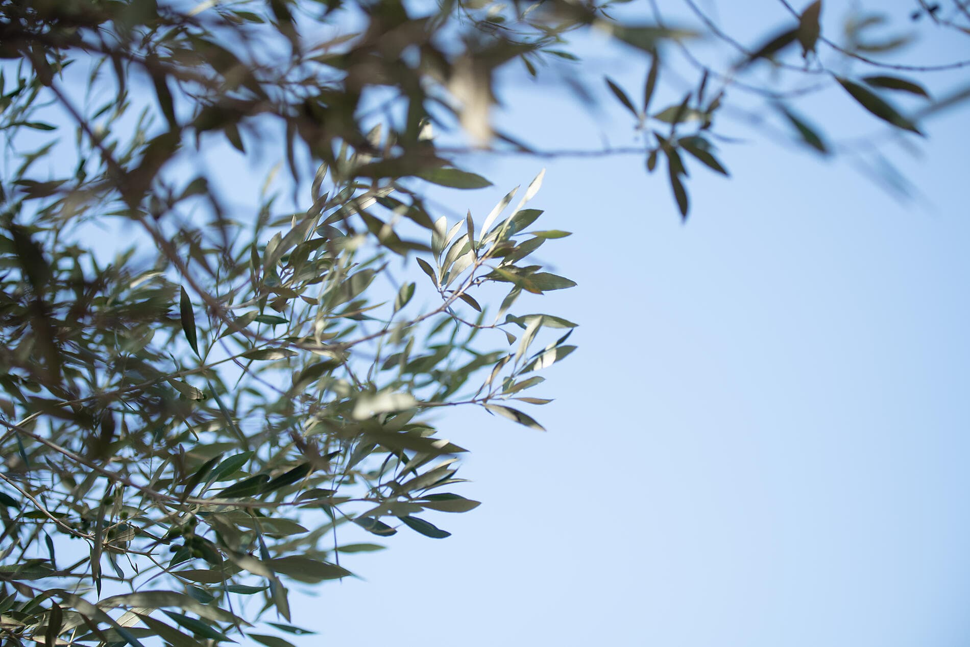 Korsikas Küsten unter den Segeln der Le Ponant