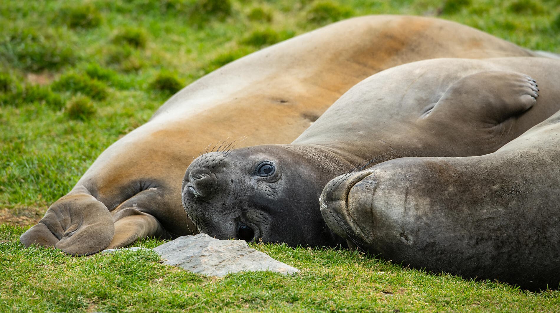 Antarktis, Falklandinseln & Südgeorgien  