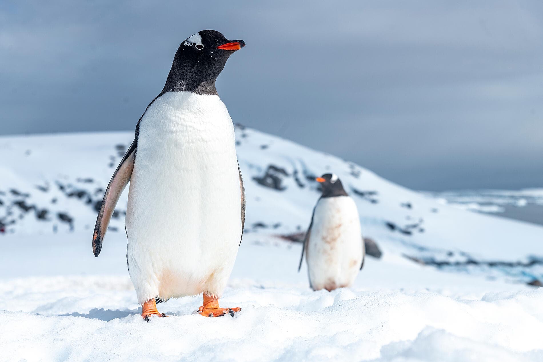 Antarktis `Klassisch´