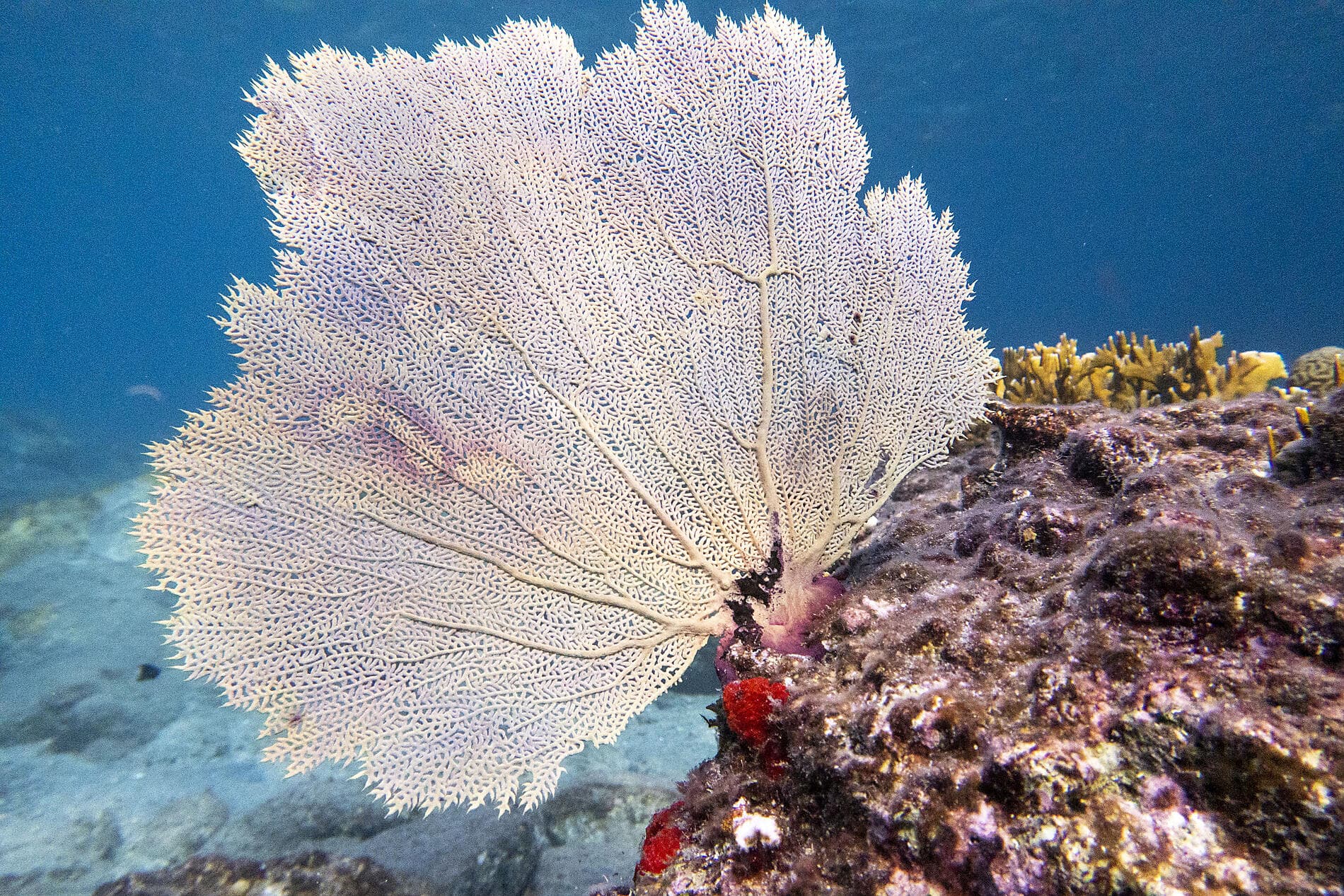 Geschichte und Kultur auf den karibischen Inseln