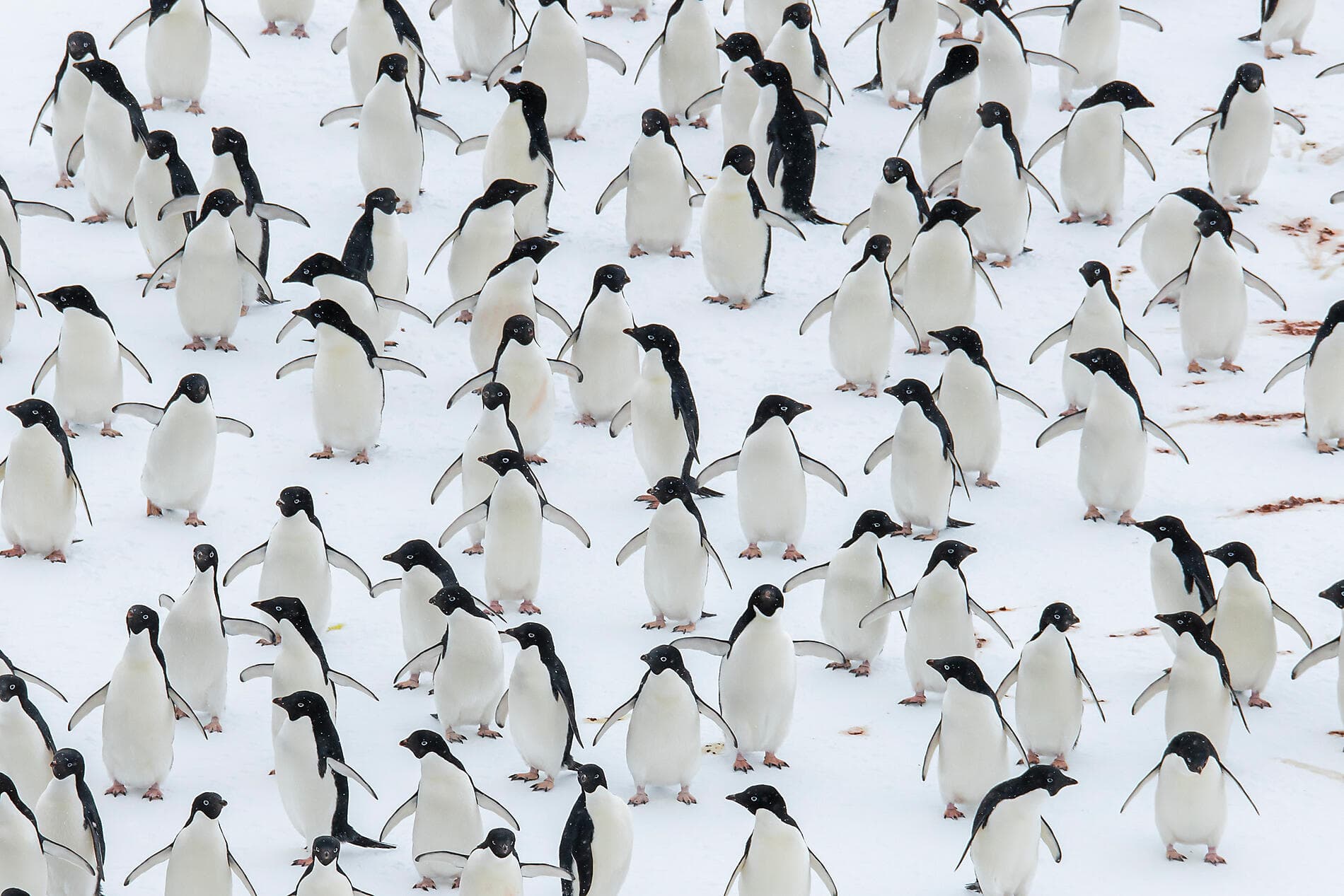 Im Kielwasser von Jean-Baptiste Charcot 