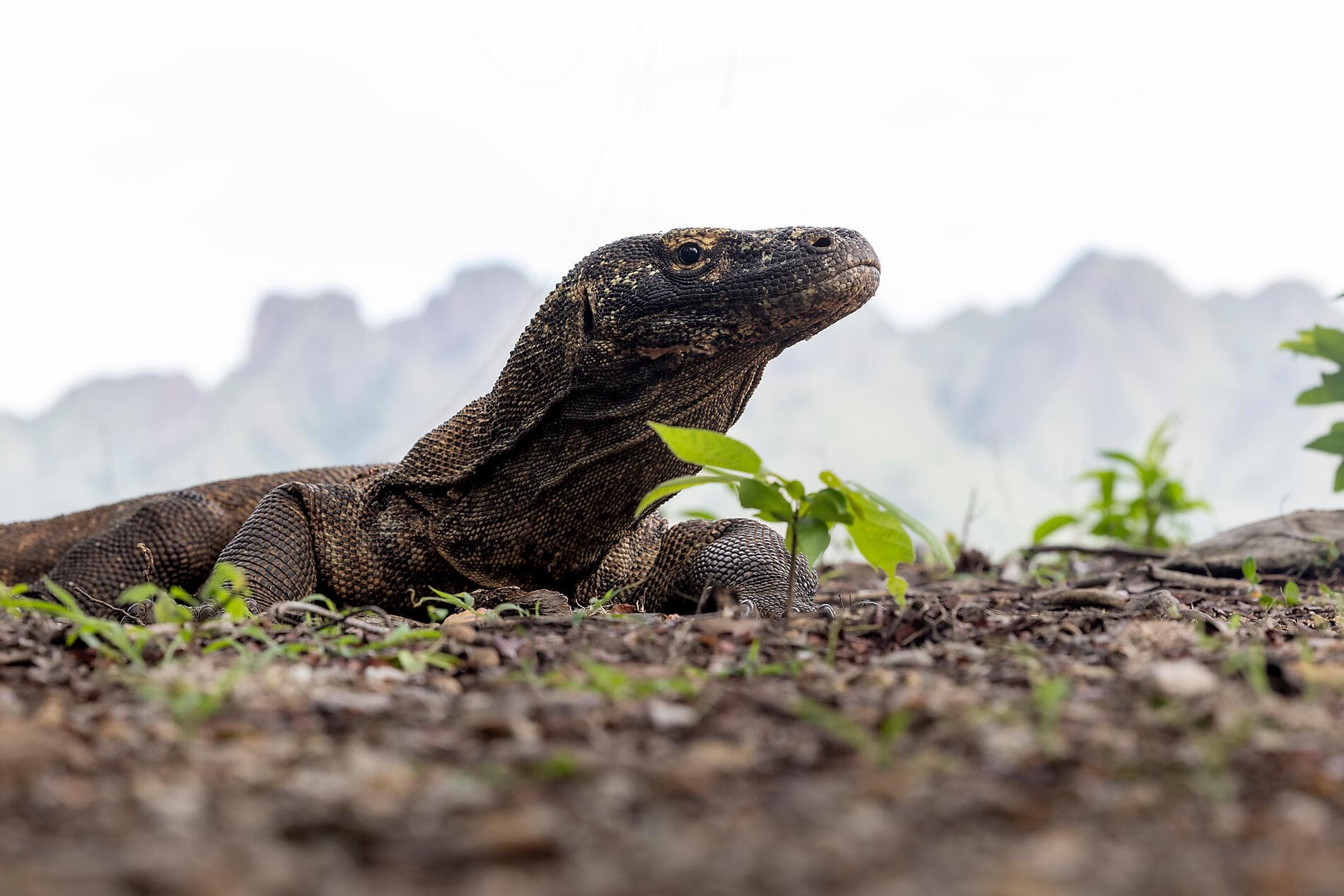 Heilige Tempel und Naturschätze in Indonesien 