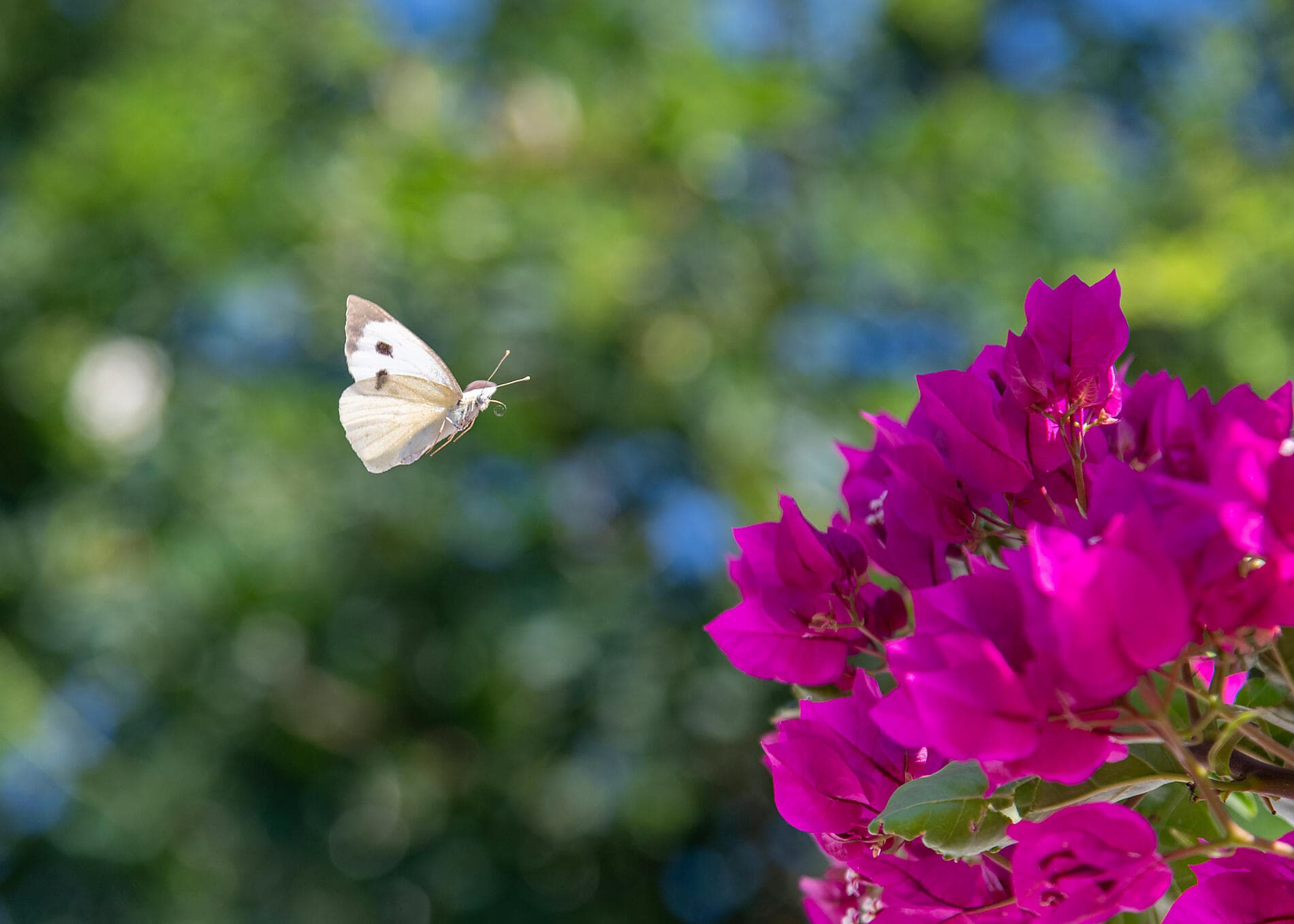 Inselhopping mit der Le Ponant – von Athen nach Dubrovnik 