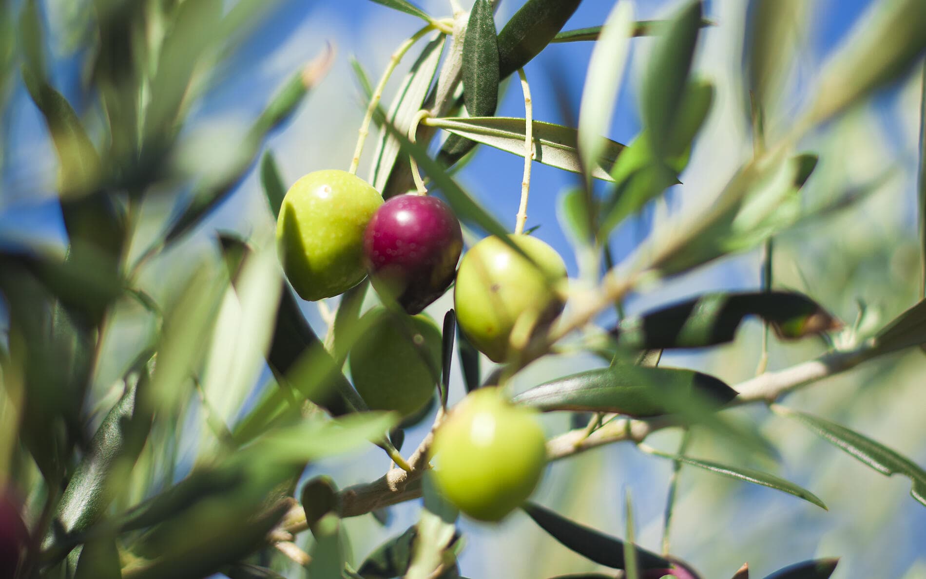 Inselhopping mit der Le Ponant – von Athen nach Dubrovnik 