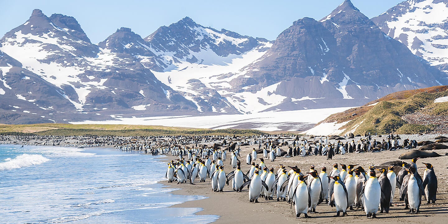 Antarktis, Falklandinseln & Südgeorgien 