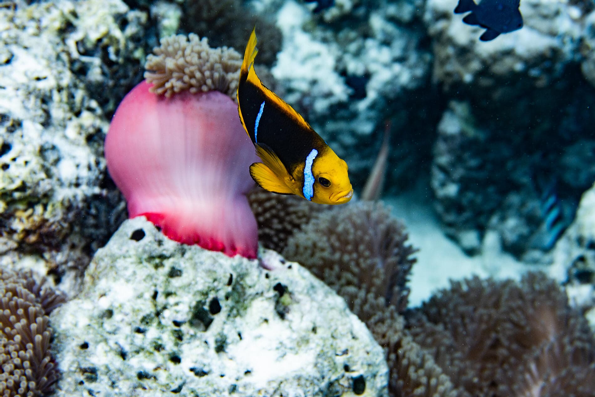 Geheimnisvoll: Französisch-Polynesien und die Insel Pitcairn