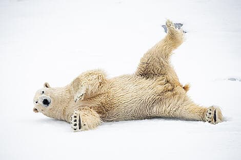 21. Jun 26 > 24. Jun 26 - Entdeckung von Nordost-Grönland