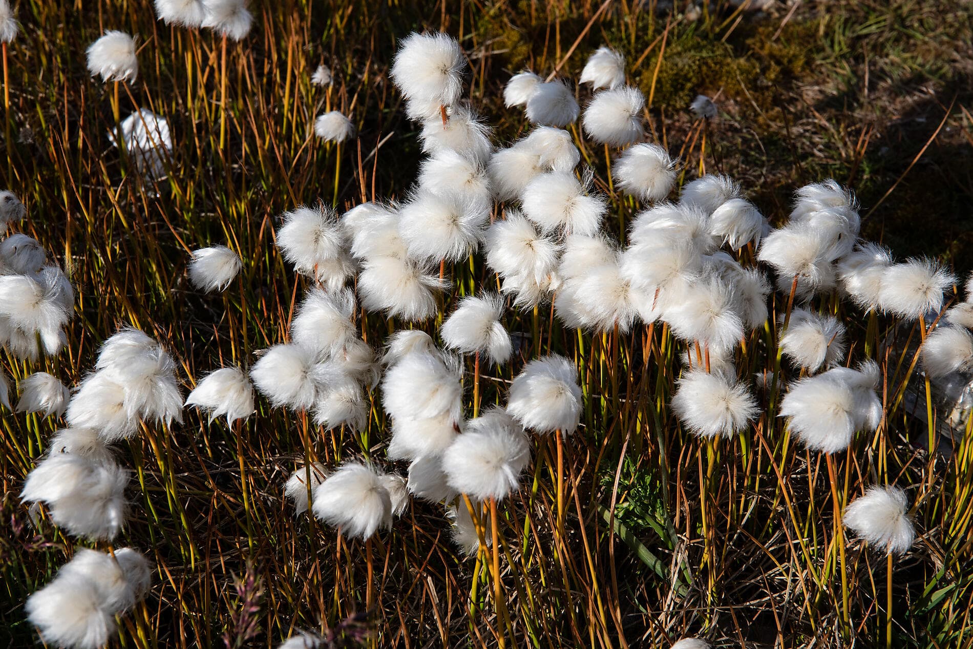 Totale Sonnenfinsternis im hohen Norden