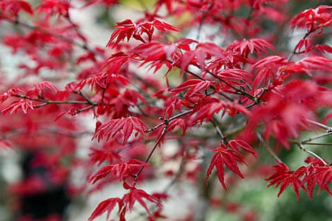 19. Mär 27 - Itozaki