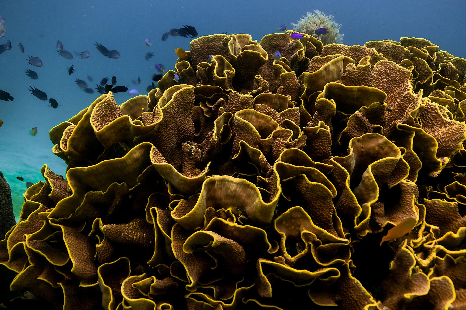 Raja Ampat und die Gewürzinseln