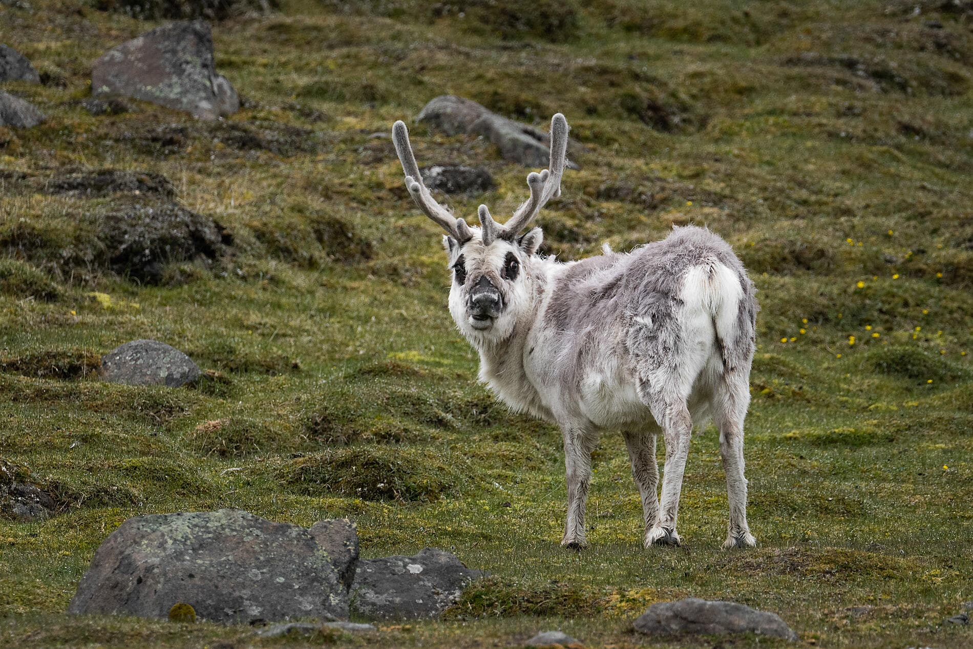 Im arktischen Eis von Spitzbergen nach Grönland