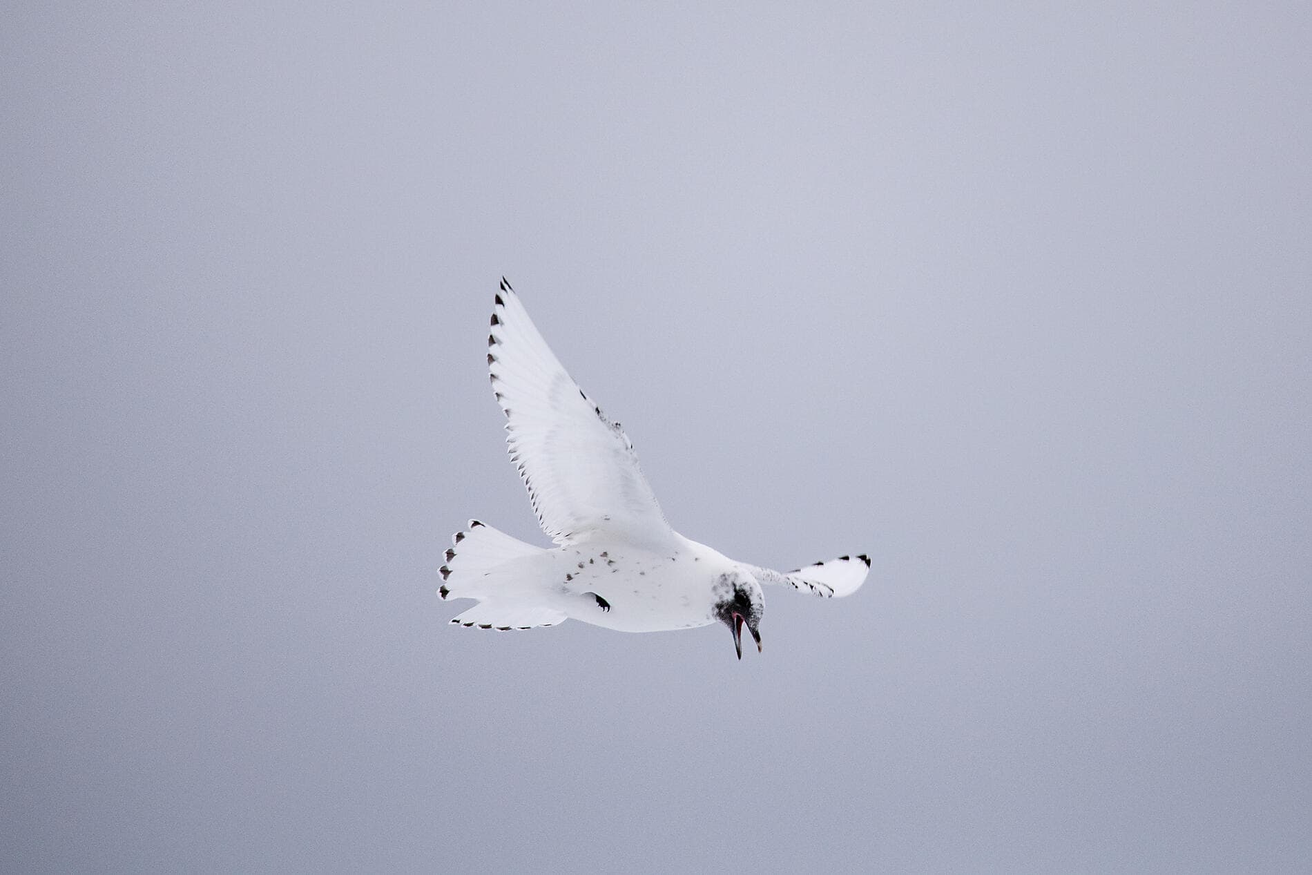 Der geografische Nordpol und die Ostküste Grönlands