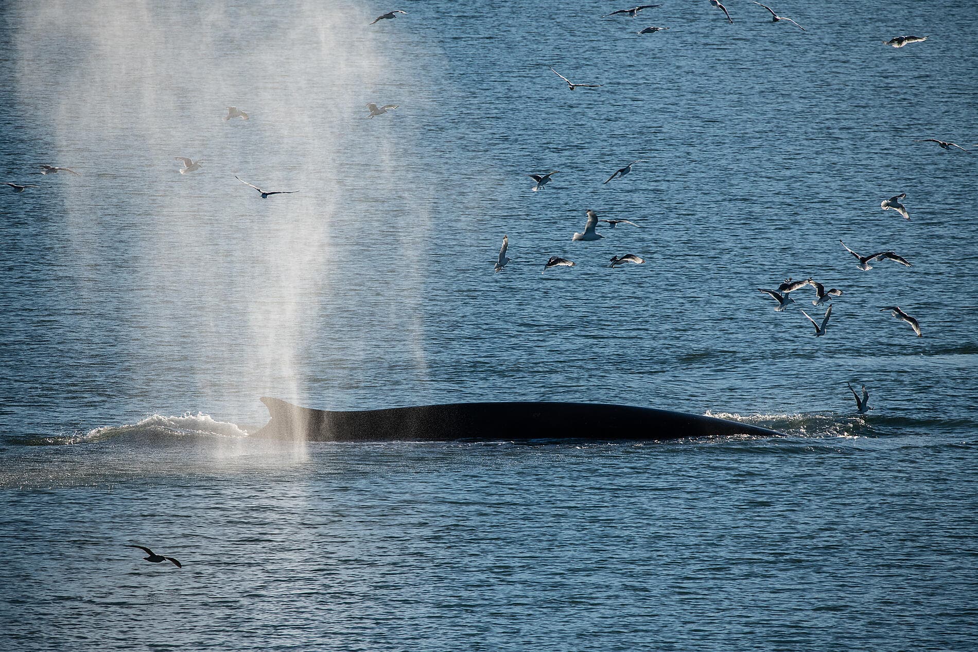 Arktis-Abenteuer von Spitzbergen nach Island